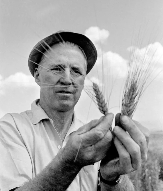 博洛格在農田研究小麥