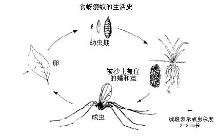 食蚜癭蚊生活史
