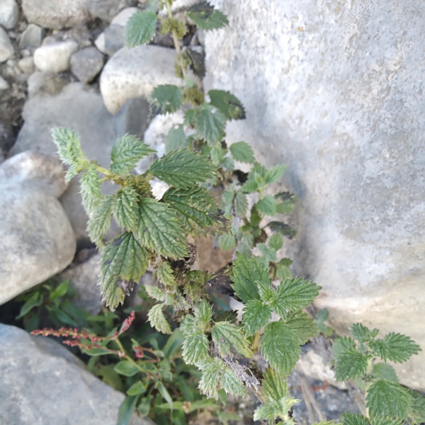 Urtica leptophylla