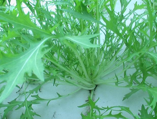 沙珍J-1號 沙珍J-1號