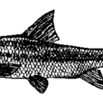 重唇魚 重唇魚