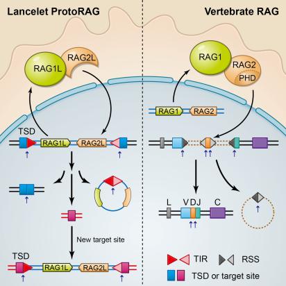 文昌魚ProtoRAG轉座子和脊椎動物RAG蛋白的功能比較