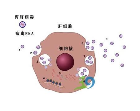 C型肝炎病毒入侵