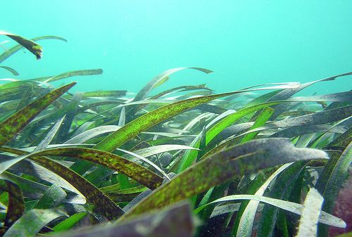 海神草屬 海神草屬
