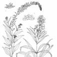 中甸珍珠菜 中甸珍珠菜