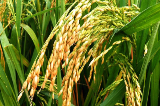 吉粳108(禾本科稻屬植物) 吉粳108(禾本科稻屬植物)