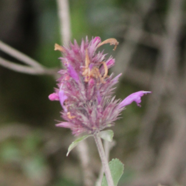 Agastache palmeri