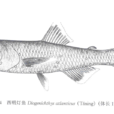 擬燈籠魚 擬燈籠魚