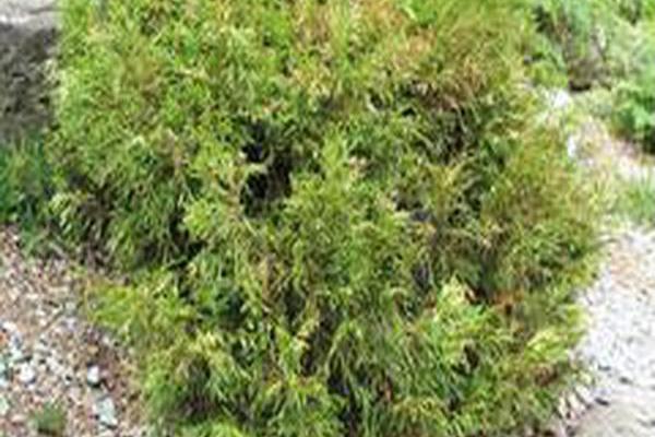 Thuja plicata \x27Cuprea\x27