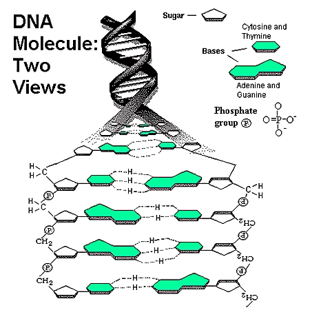 DNA中的氫鍵