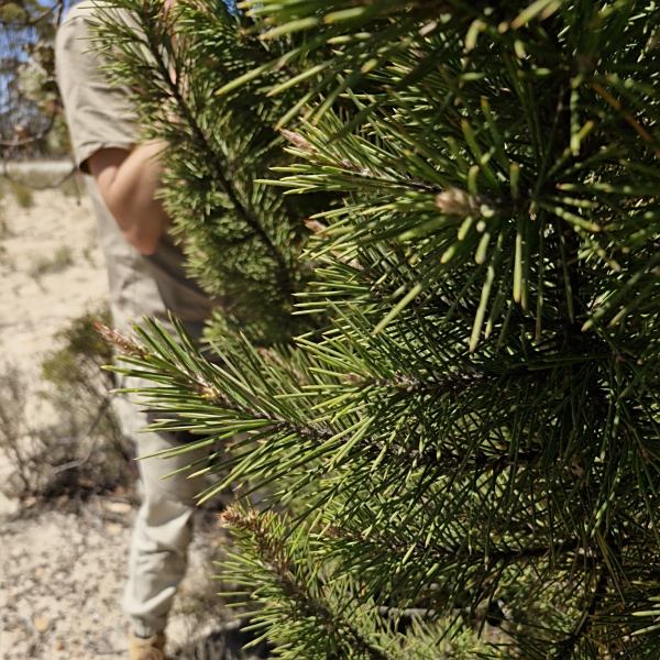 Allocasuarina pinaster