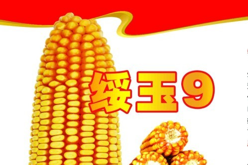 綏玉9號 綏玉9號