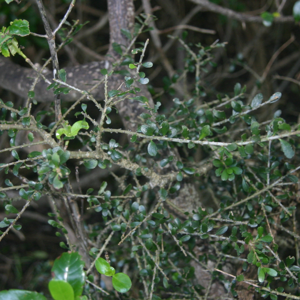Melicytus crassifolius
