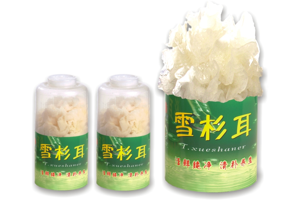 雪杉耳 雪杉耳