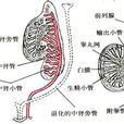 中腎管