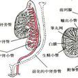 中腎管 中腎管