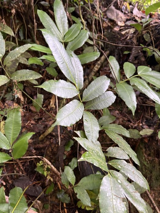 Danaea arbuscula