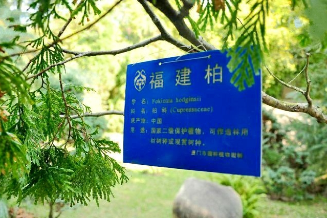 福建柏群體DH01 福建柏群體DH01