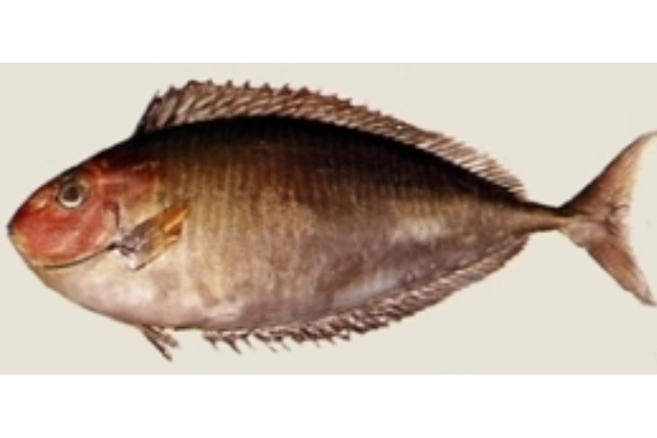 單板鼻魚 單板鼻魚