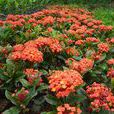 龍船花(仙丹花)