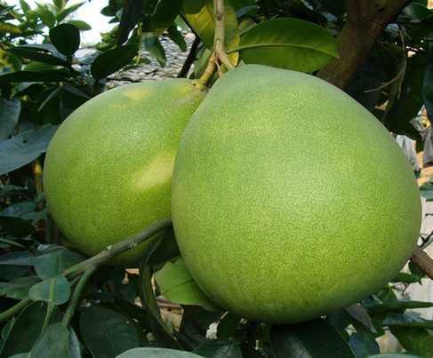 野柑子(樹葫蘆(樹葫蘆)) 野柑子(樹葫蘆(樹葫蘆))