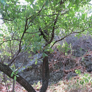 藍灰櫟