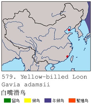 白嘴潛鳥中國分布圖