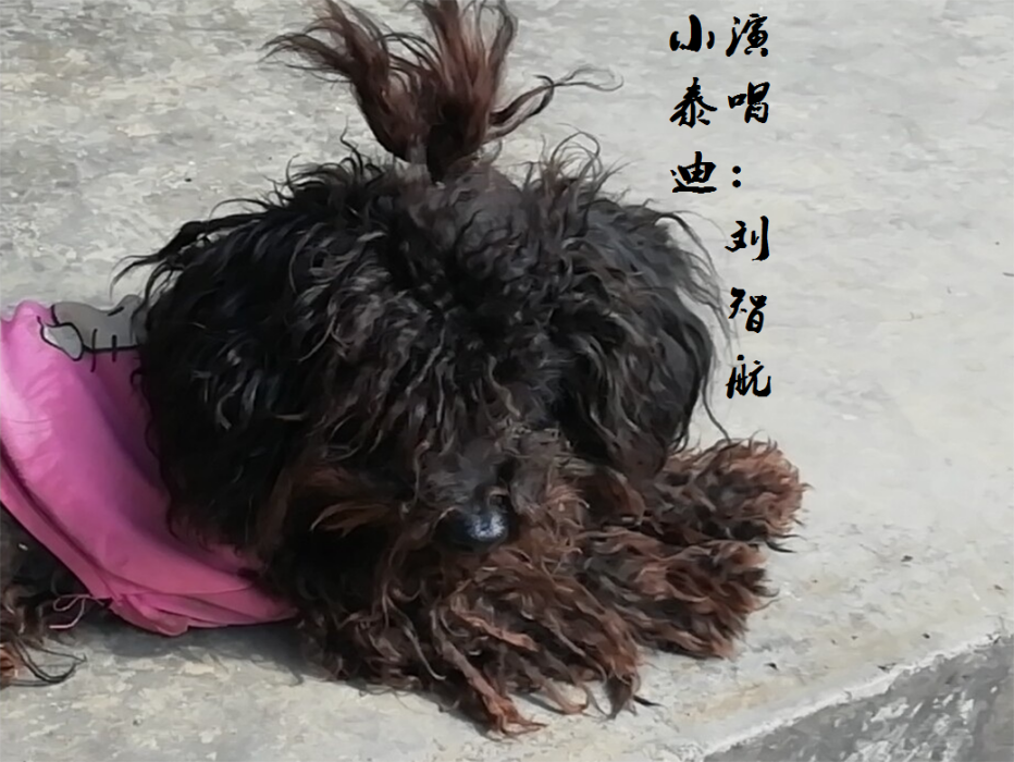 小泰迪 小泰迪