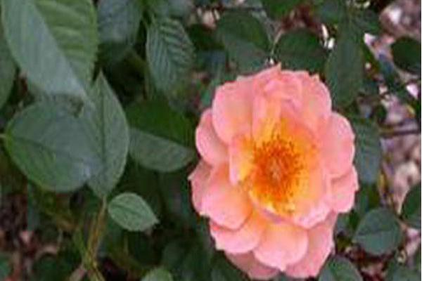 Rosa \x27Chewpeachdell\x27 WHAT A PEACH