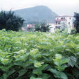 石咀鎮(桂平市下轄鎮) 石咀鎮(桂平市下轄鎮)