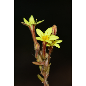 Pistorinia breviflora