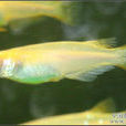 青鱂魚