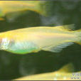 青鱂魚 青鱂魚
