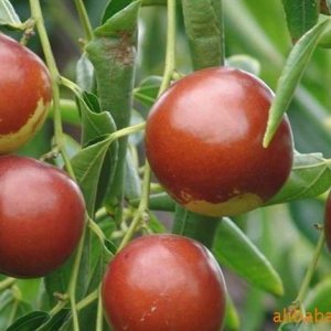 大荔龍棗