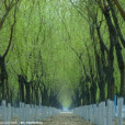 春柳(柳春青(畫家)) 春柳(柳春青(畫家))