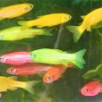 星星魚(脊索動物門動物) 星星魚(脊索動物門動物)