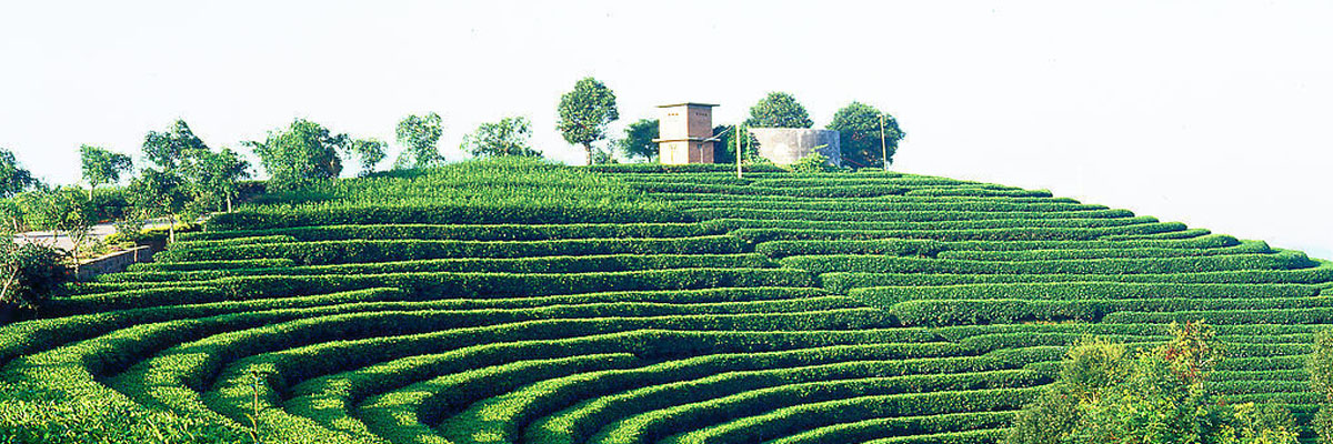 普洱茶產區