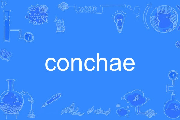 conchae conchae