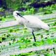 黃河水禽自然保護區