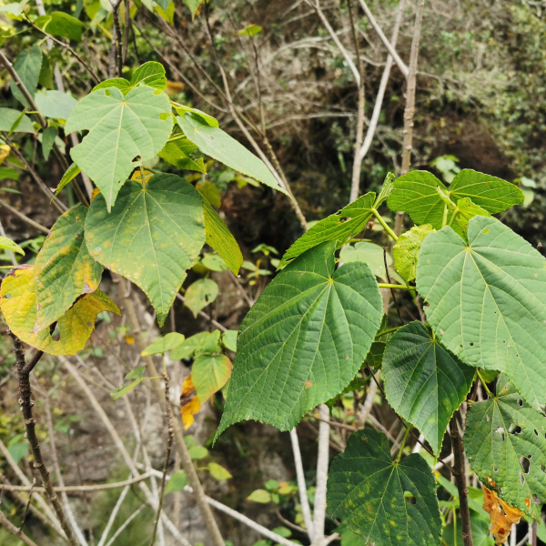蕁麻樹