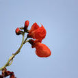 赤花蔓豆 赤花蔓豆