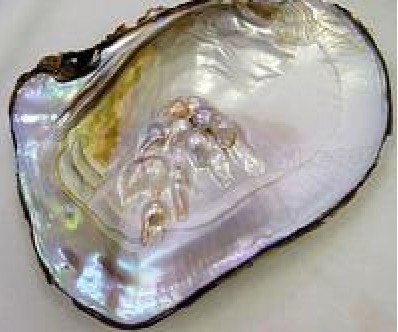 珍珠母貝