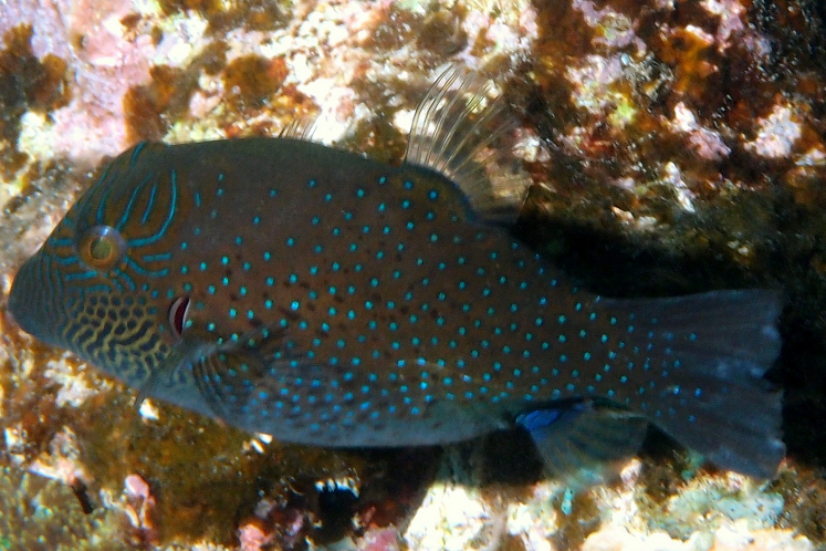 飄魚屬 飄魚屬