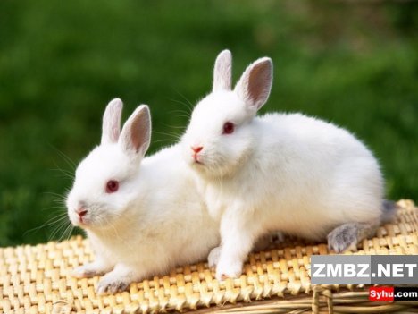 2隻小白兔