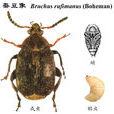 蠶豆象 蠶豆象