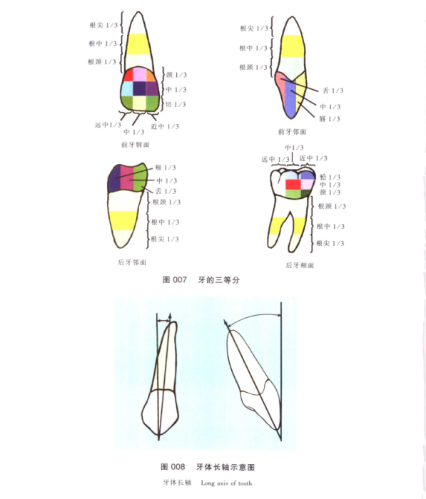 牙體三等分 牙體三等分