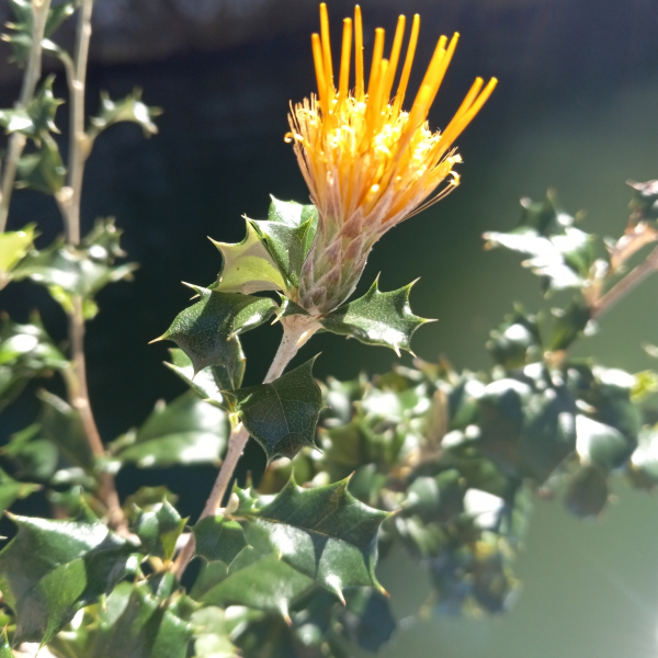 Anastraphia enneantha
