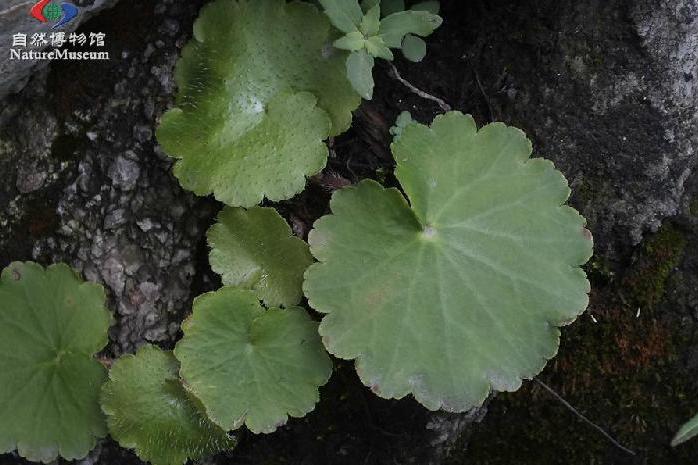 鏡葉虎耳草