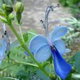 藍蝴蝶(馬鞭草科植物)