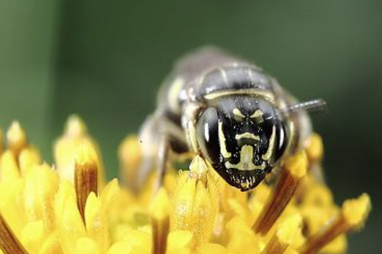 花革蘆蜂 花革蘆蜂